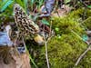 A morel mushroom grows in the woods on a mossy patch of ground.