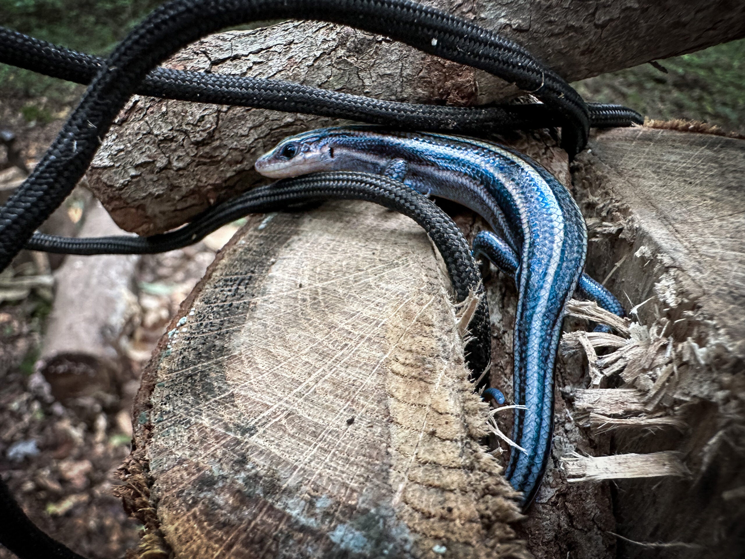 A small snake coiled between rocks and a log in the woods.