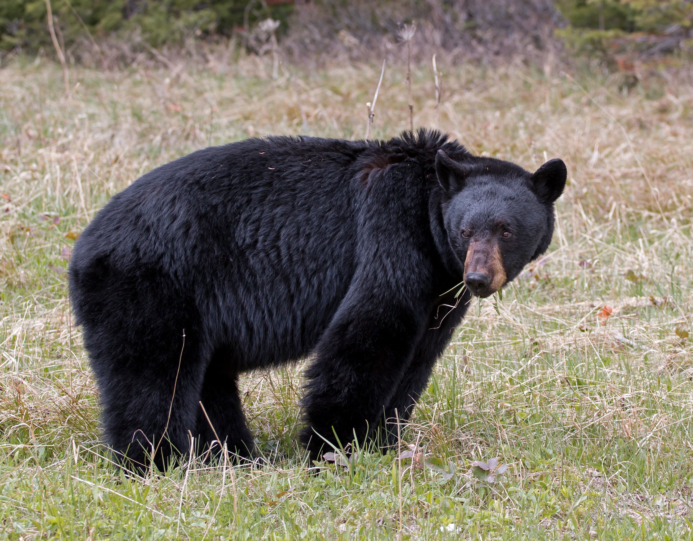 a large American black bear feeding in a grassy meadow
