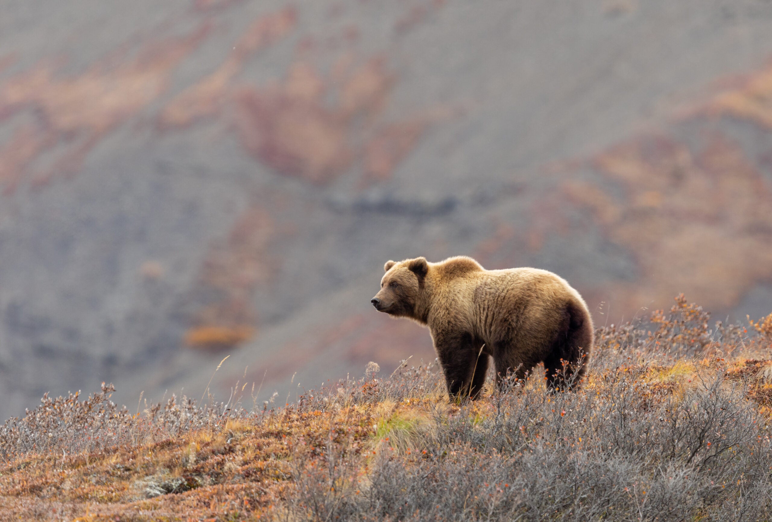 An inland grizzly stands on a steep grassy slope in Delani National Park, Alaska.