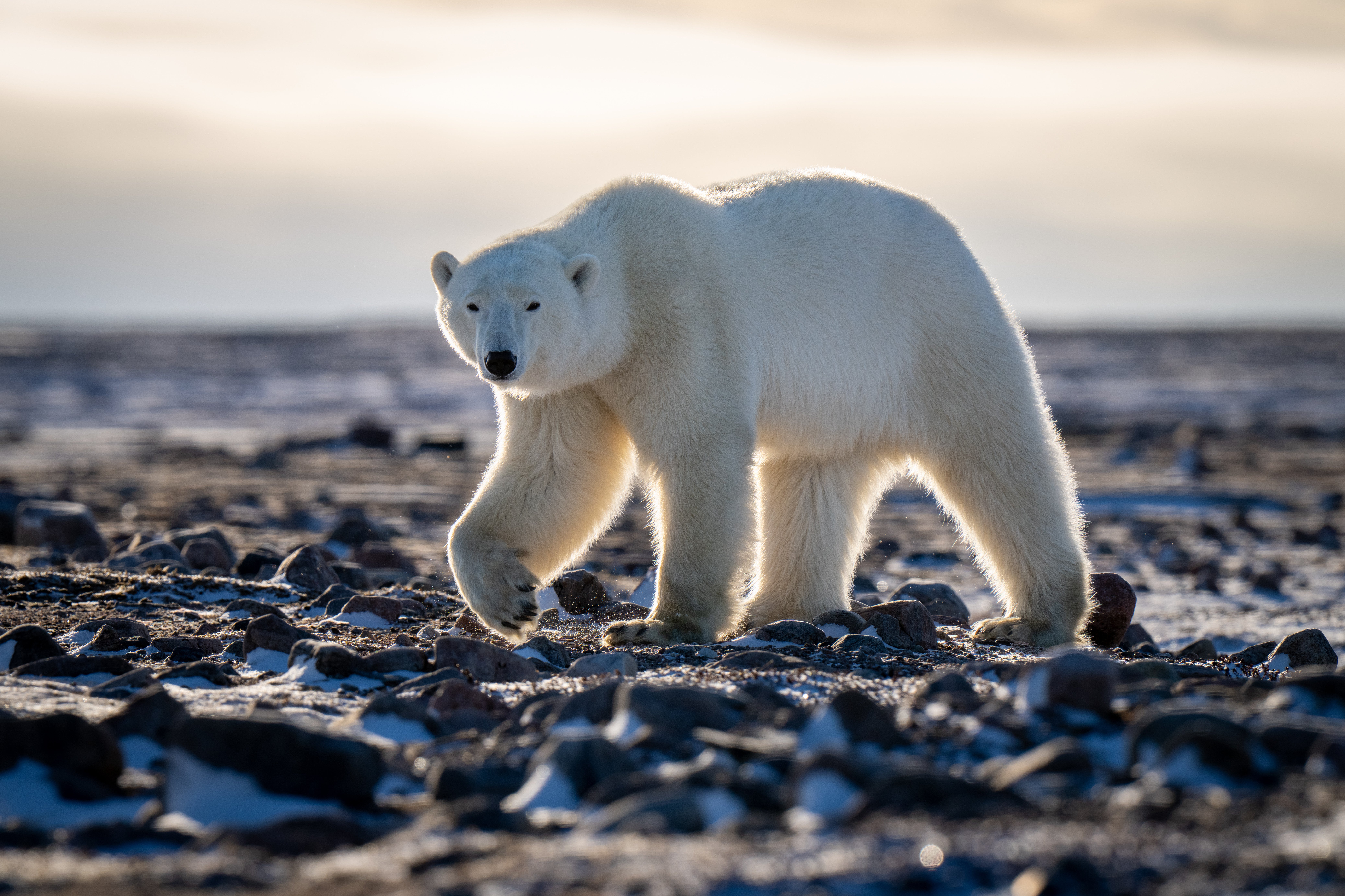 a massive polar bear walks along a cold, stony beach in the arctic.