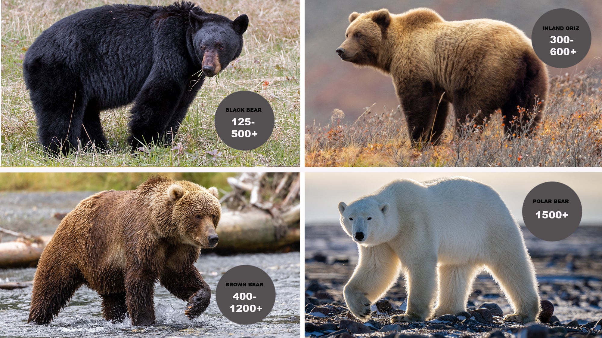 a graphic showing the weights of black bears, grizzly bears, brown bears, and polar bears