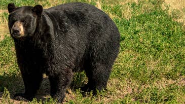 Louisiana Officials to Consider State’s First Black Bear Hunting Season in Decades