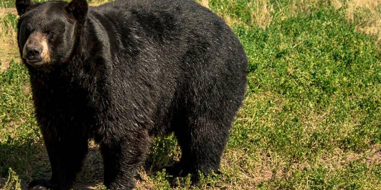 Louisiana Officials to Consider State’s First Black Bear Hunting Season in Decades