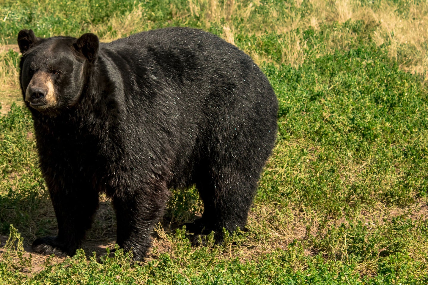 A black bear stands in a field of green grass.