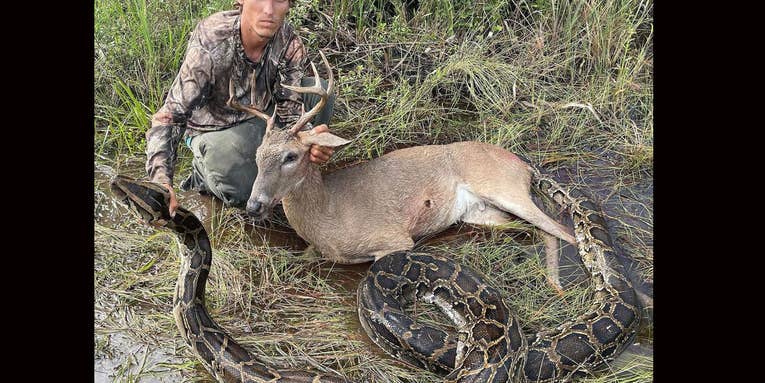 Hunter Bags Marsh Buck and Giant Python During Morning Hunt near Florida Everglades