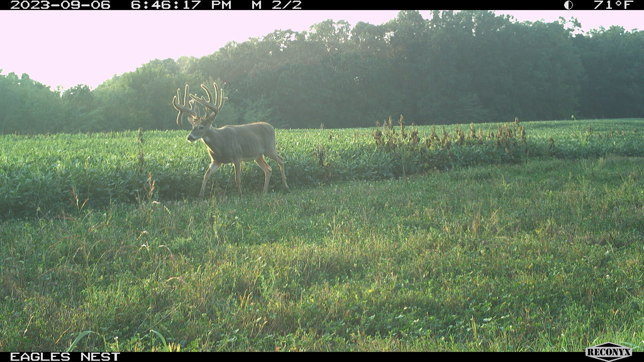 A daylight trail-camera photo show a huge Missouri buck walking along a soybean field.