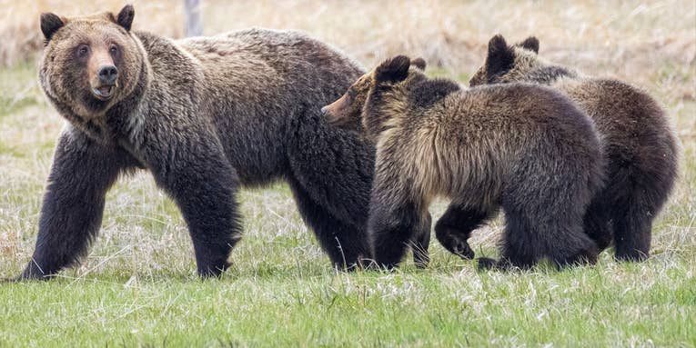 Man Charged with Killing Two Adult Grizzlies and Two Cubs While Shed Hunting in Wyoming