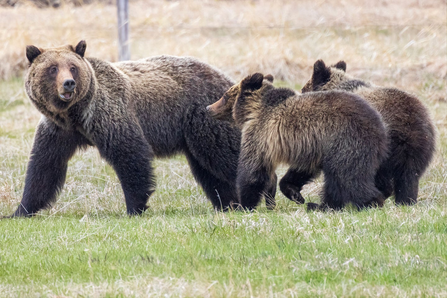 A grizzly bear and two cubs in a field.