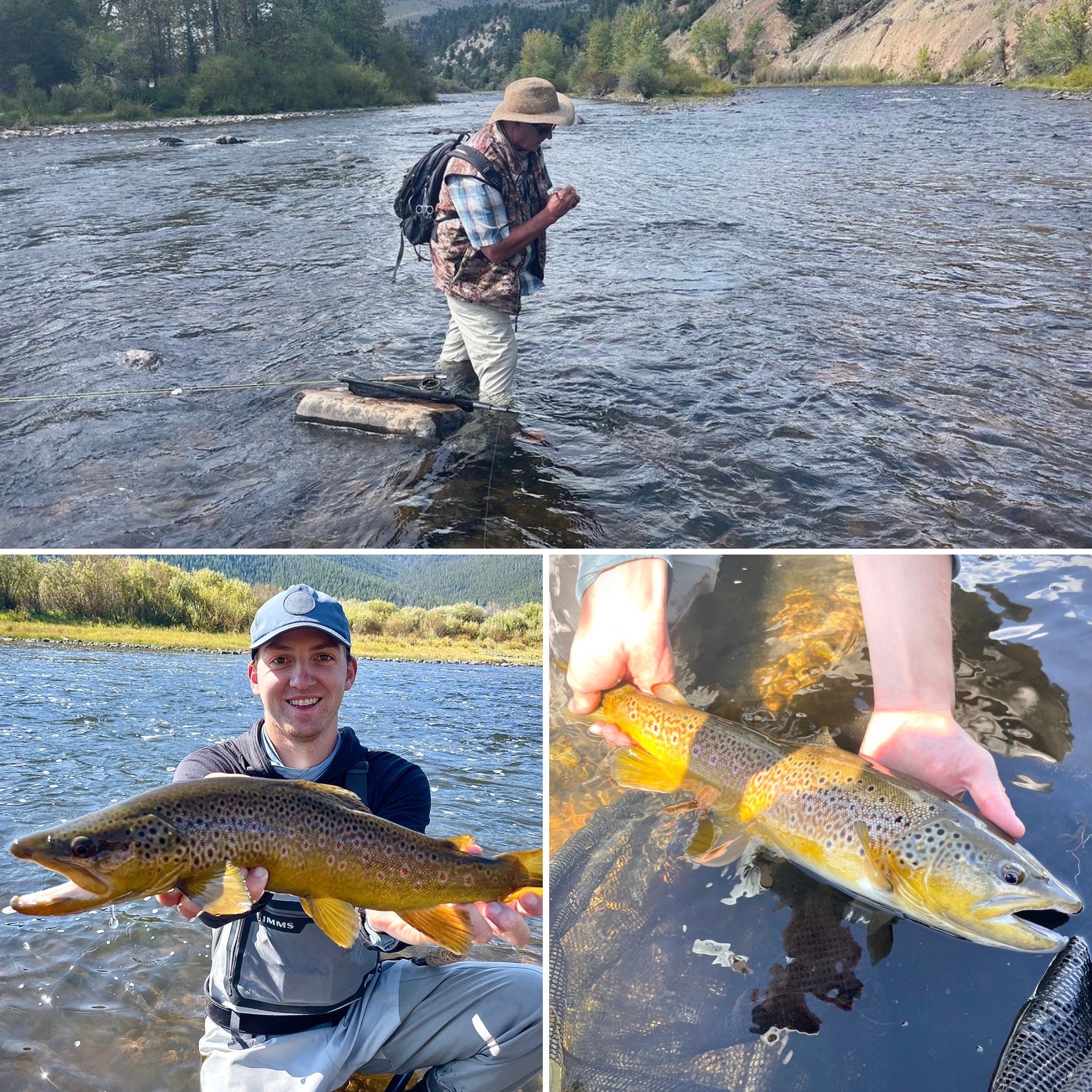 A collage of three photos including a fly fisherman standing in a river, a fisherman holding a brown trout and a brown trout laying in a net