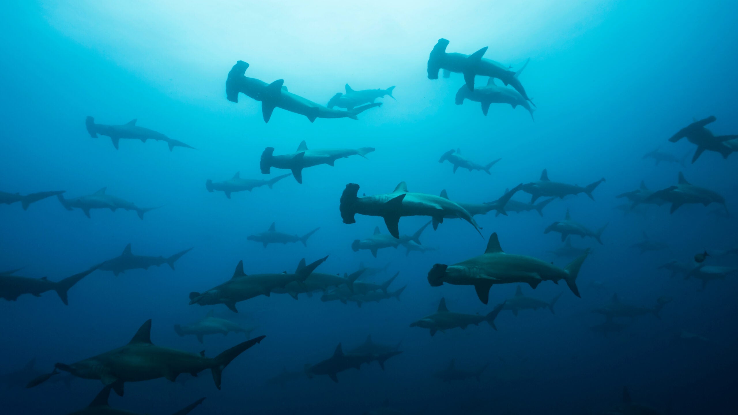 Photo of hammerhead sharks swimming toward prey