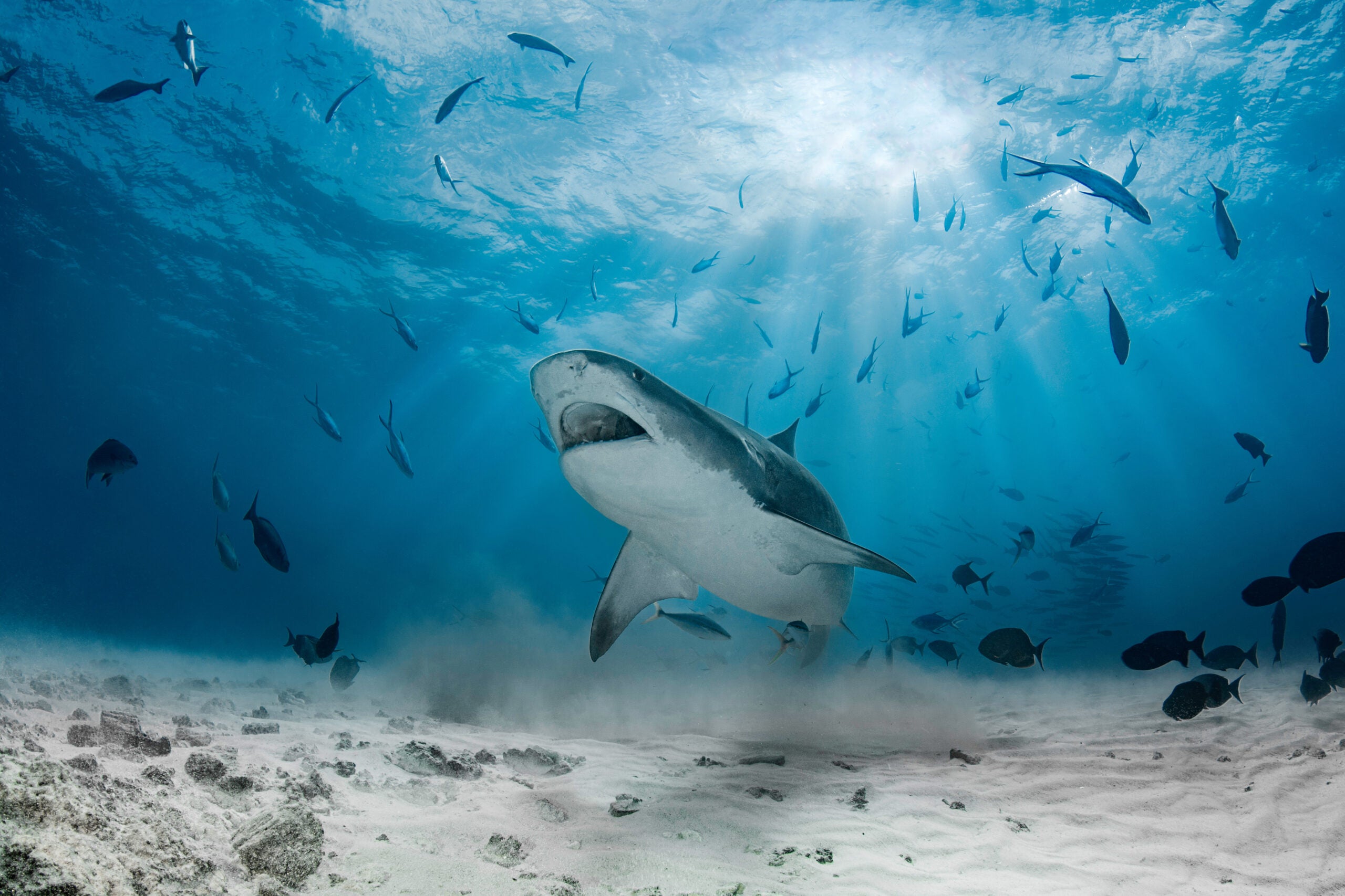 Photo of tiger shark swimming toward prey