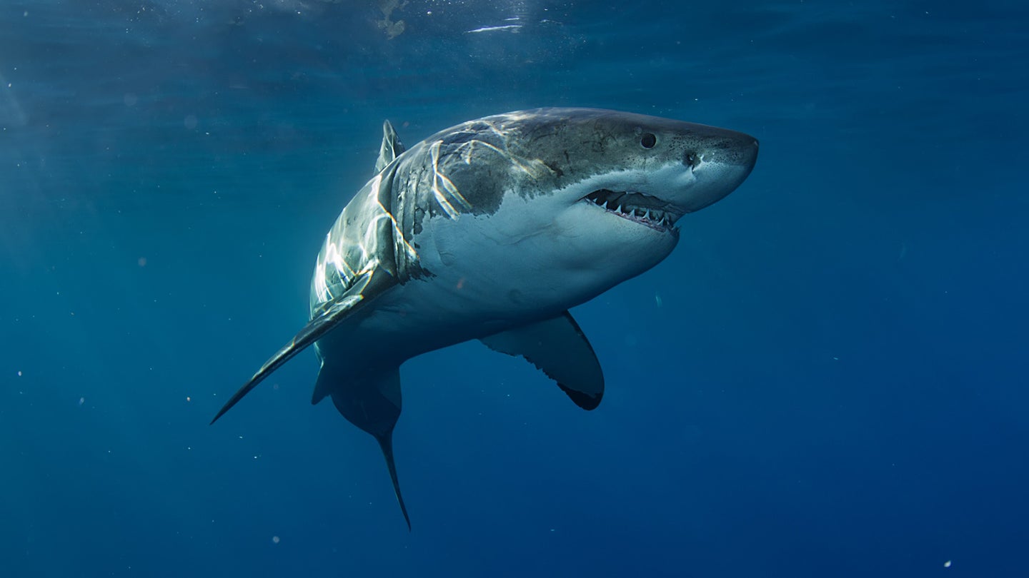 Photo of great white shark swimming toward prey
