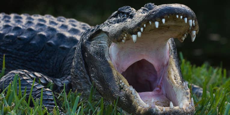 Study: Alligators Are Eating Baby Pythons in the Everglades