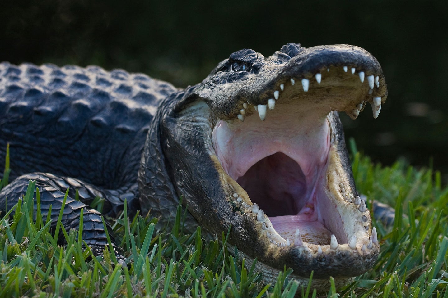 An alligator lies in a patch of green grass with its mouth wide open.