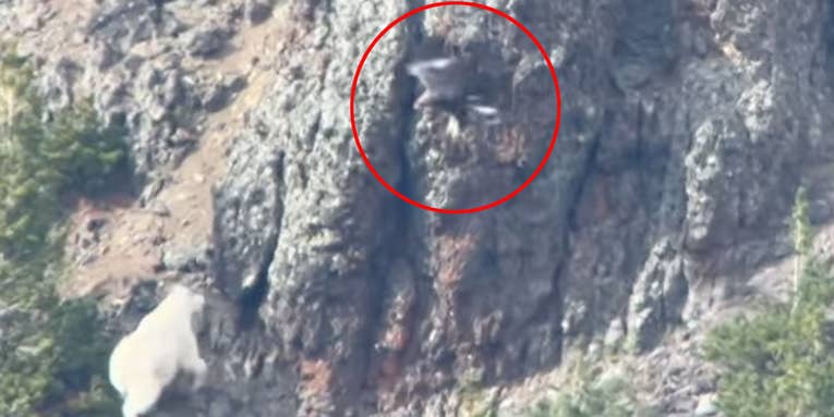 Watch a Mountain Goat Fend Off an Eagle Attack