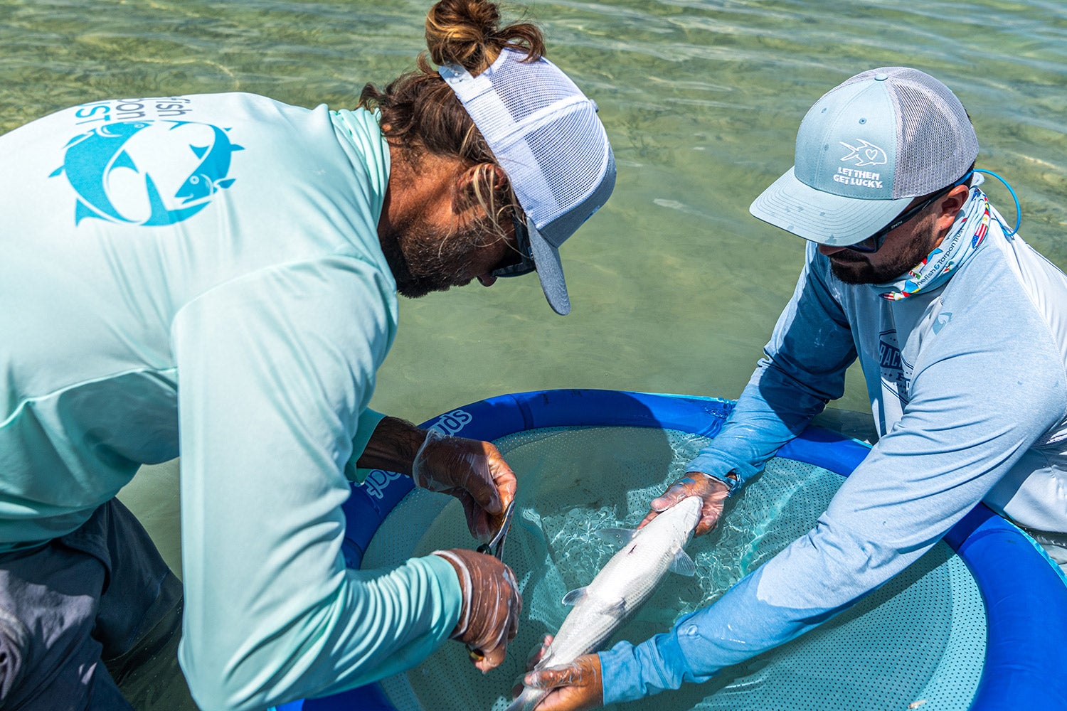 one scientist holds bonefish upside down over floating surgical table while other scientist prepares to implant acoustic tag