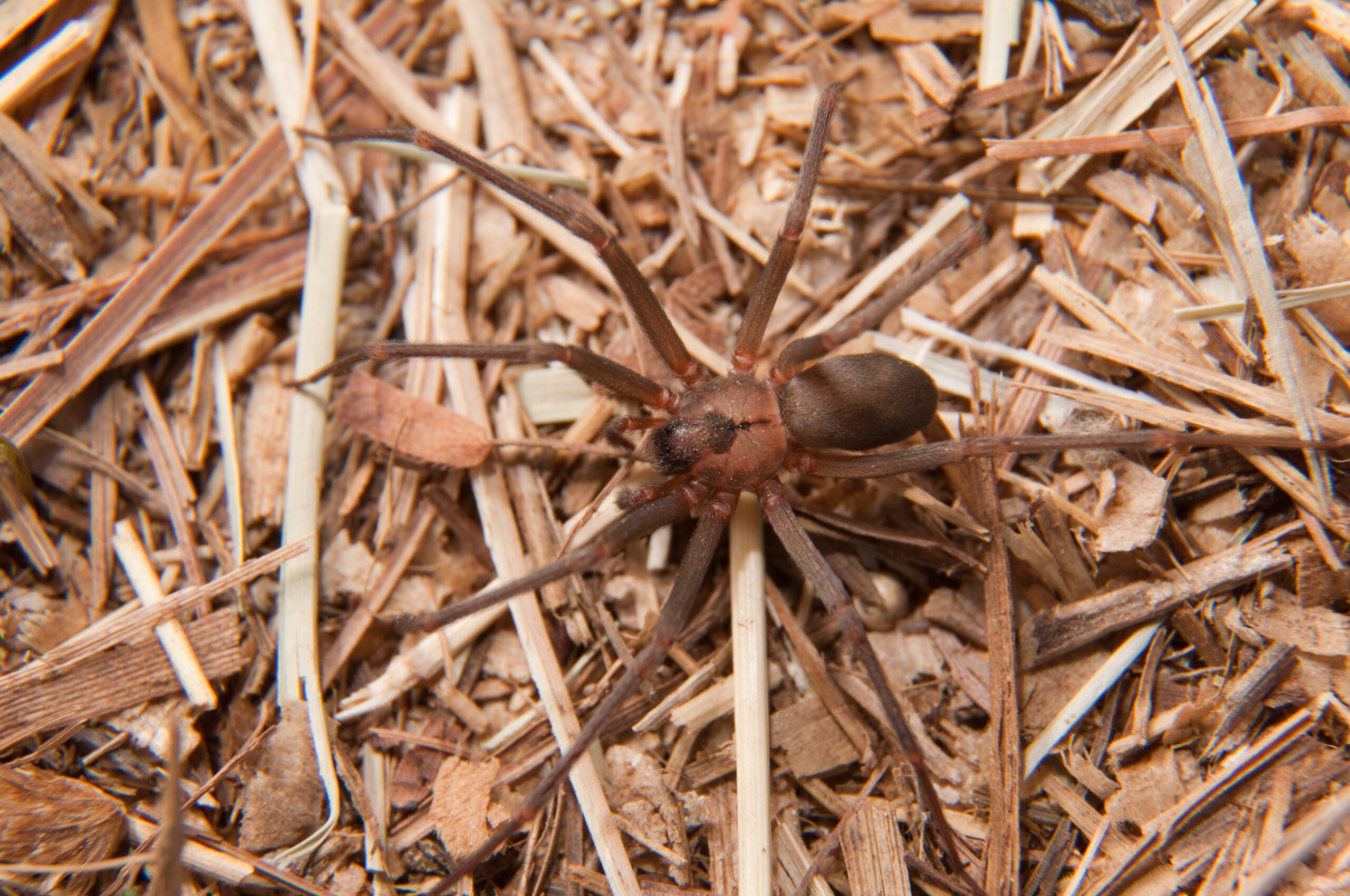 Photo of a brown recluse in the U.S.