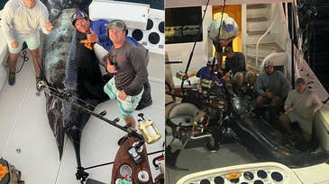 Angler Boats Record-Shattering Marlin Weighing More Than 1,000 Pounds