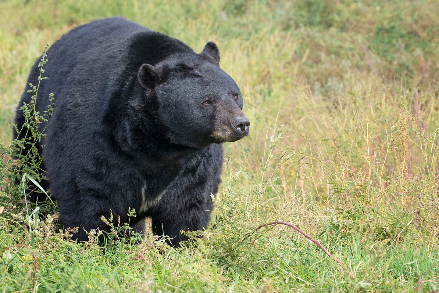 A large black bear walks through a field of grass.