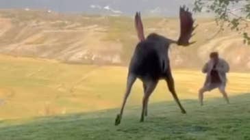 Watch a Touron Brazenly Approach a Bull Moose, Then Play Dead When it Charges