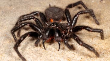 What Is the Most Poisonous Spider in the World?