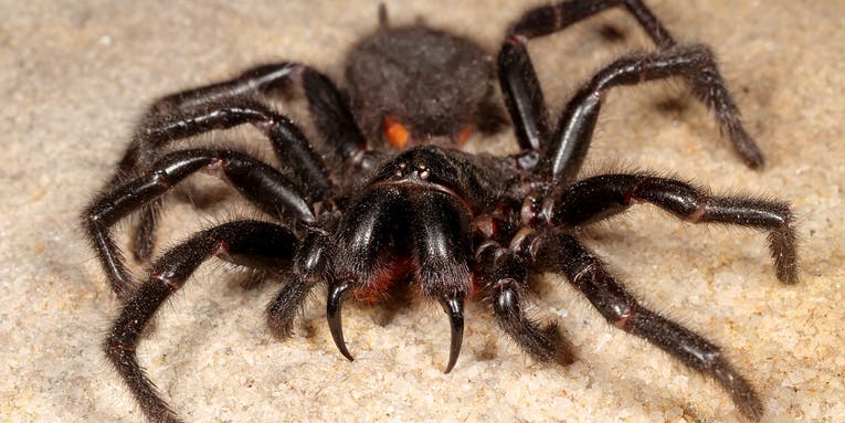 What Is the Most Poisonous Spider in the World?