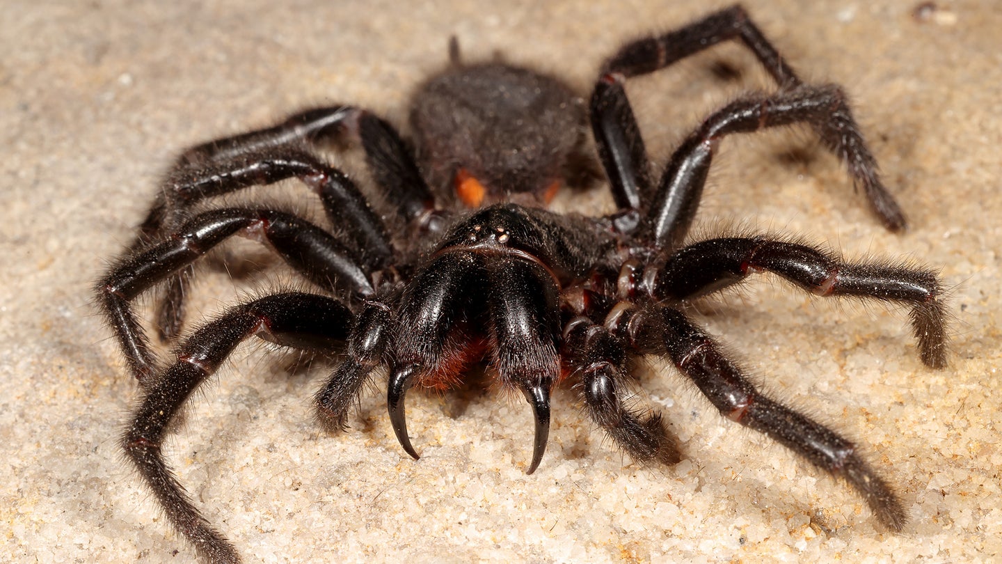 Photo of a Sydney funnel-web spider