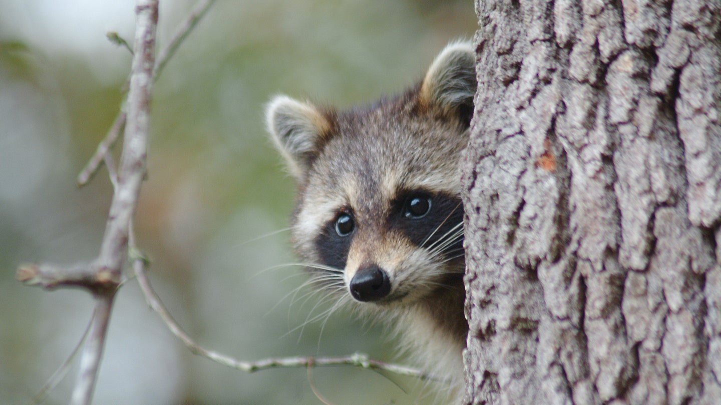 Photo of a raccoon peering around a tree in the wild