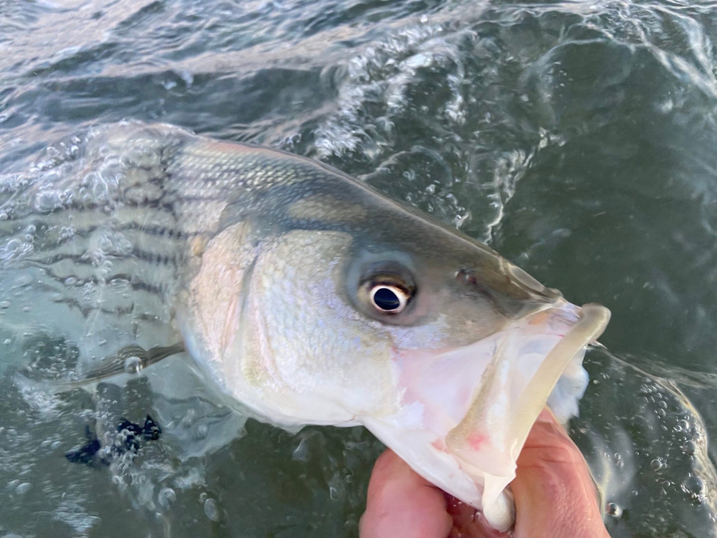 A fisherman uses his hand to grab a striped bass by the lip while surf fishing.