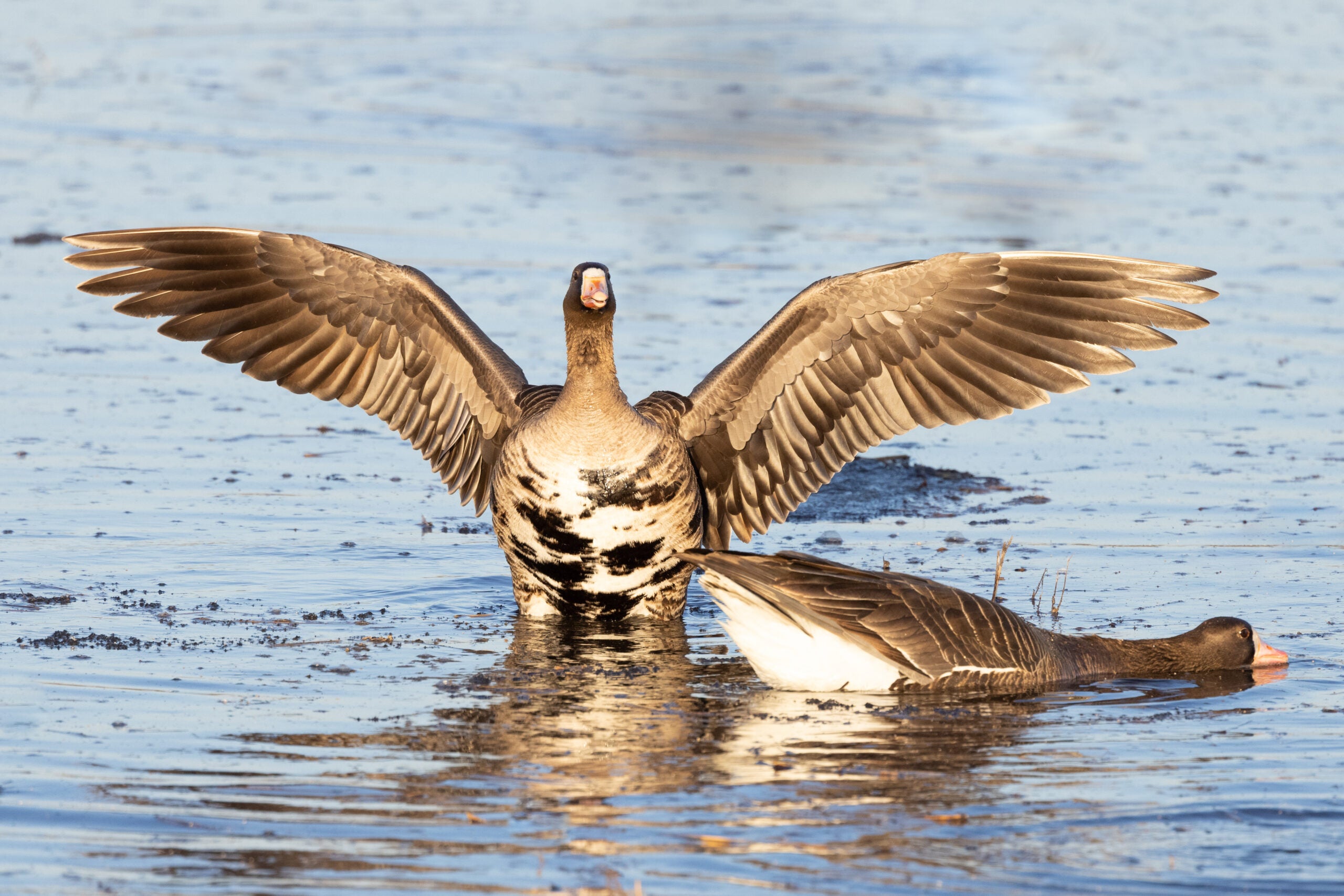 Photo of a specklebelly goose stretching its wings