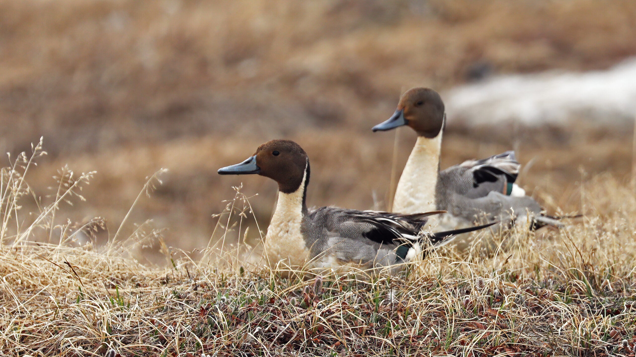 Photo of two northern pintail ducks in norther Alaska
