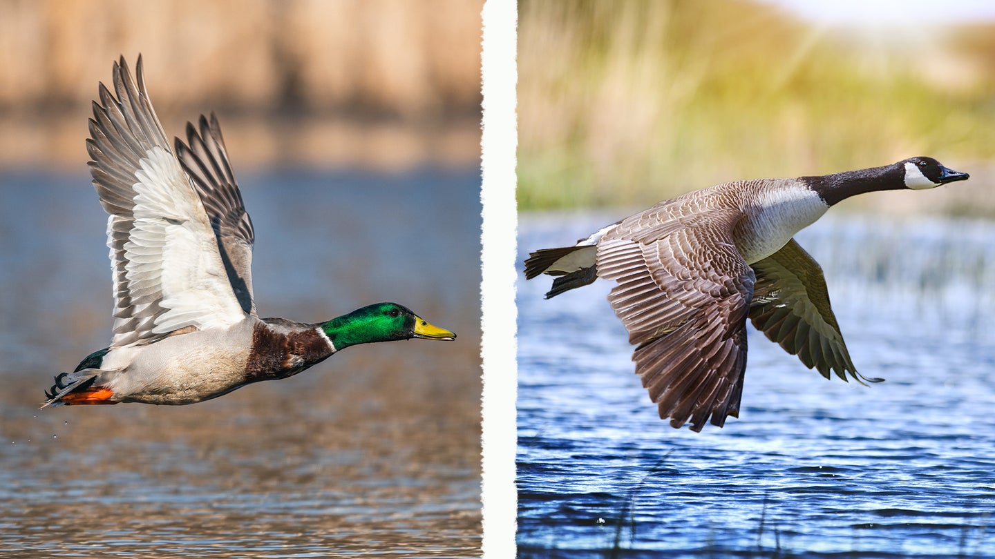 Split photo of a mallard duck and a canada goose to show the differences between a duck and a goose