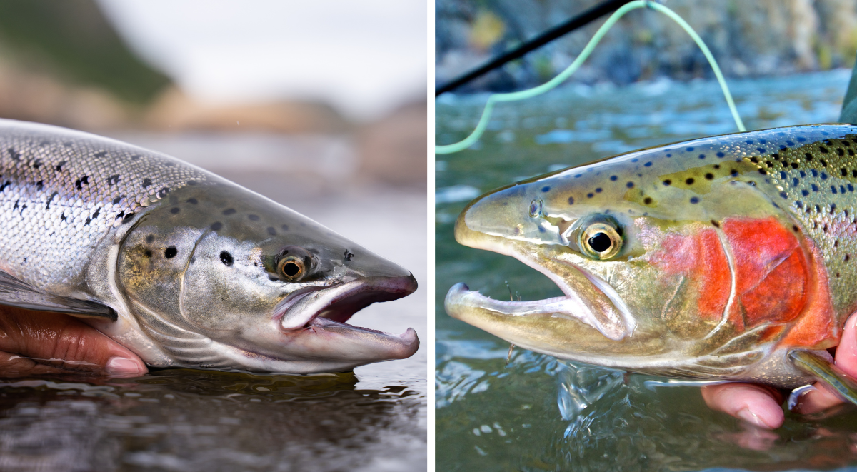 A side-by-side view of salmon vs steelhead, with a salmon on the left and a steelhead on the right.