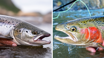 Salmon vs Steelhead