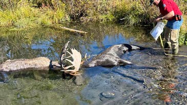 Two Massive Bull Moose Drown After Getting Locked Up During Fight