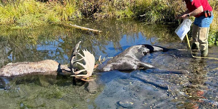 Two Massive Bull Moose Drown After Getting Locked Up During Fight