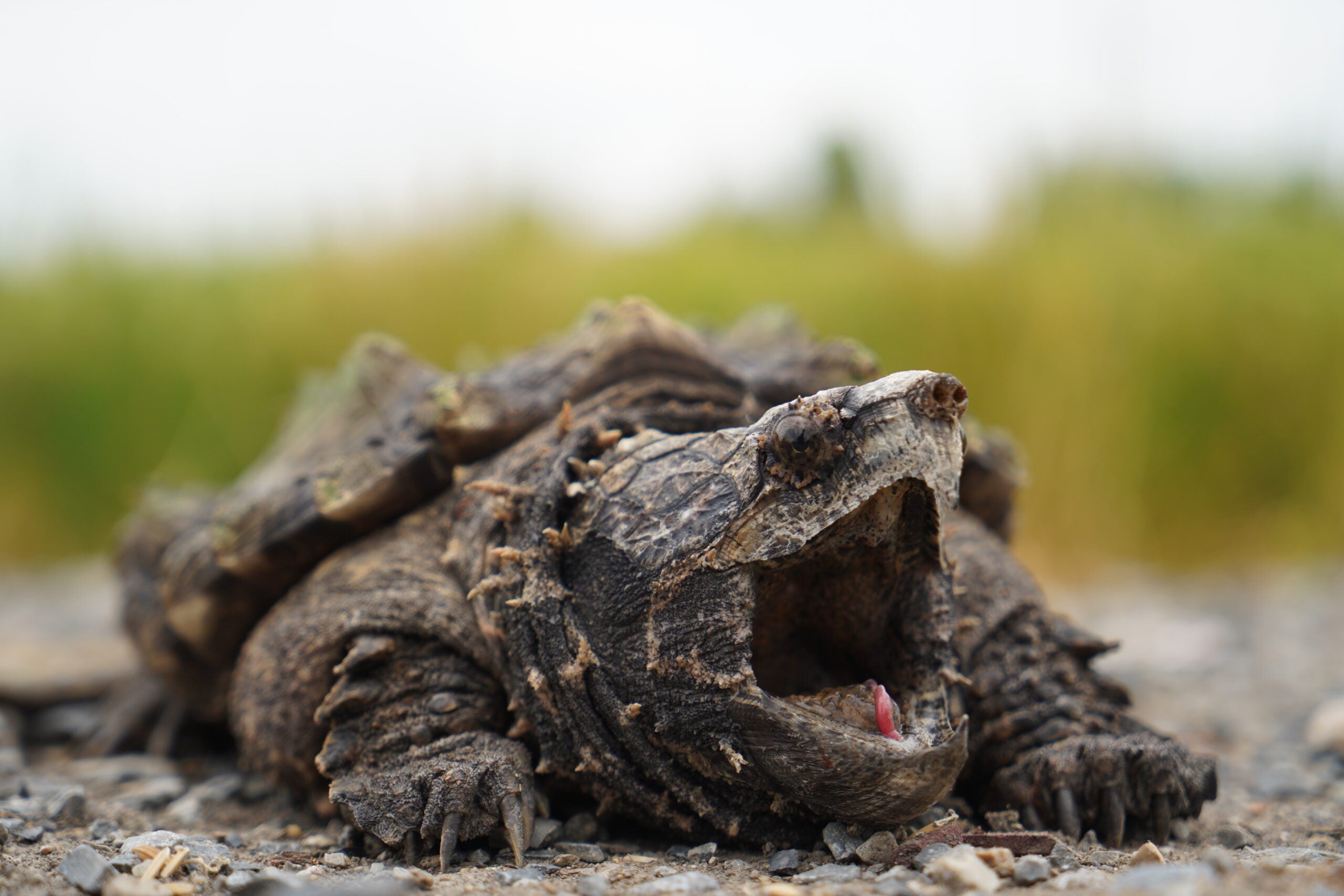 Photo of an alligator snapping turtle