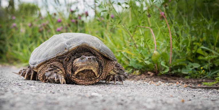 What Do Snapping Turtles Eat?