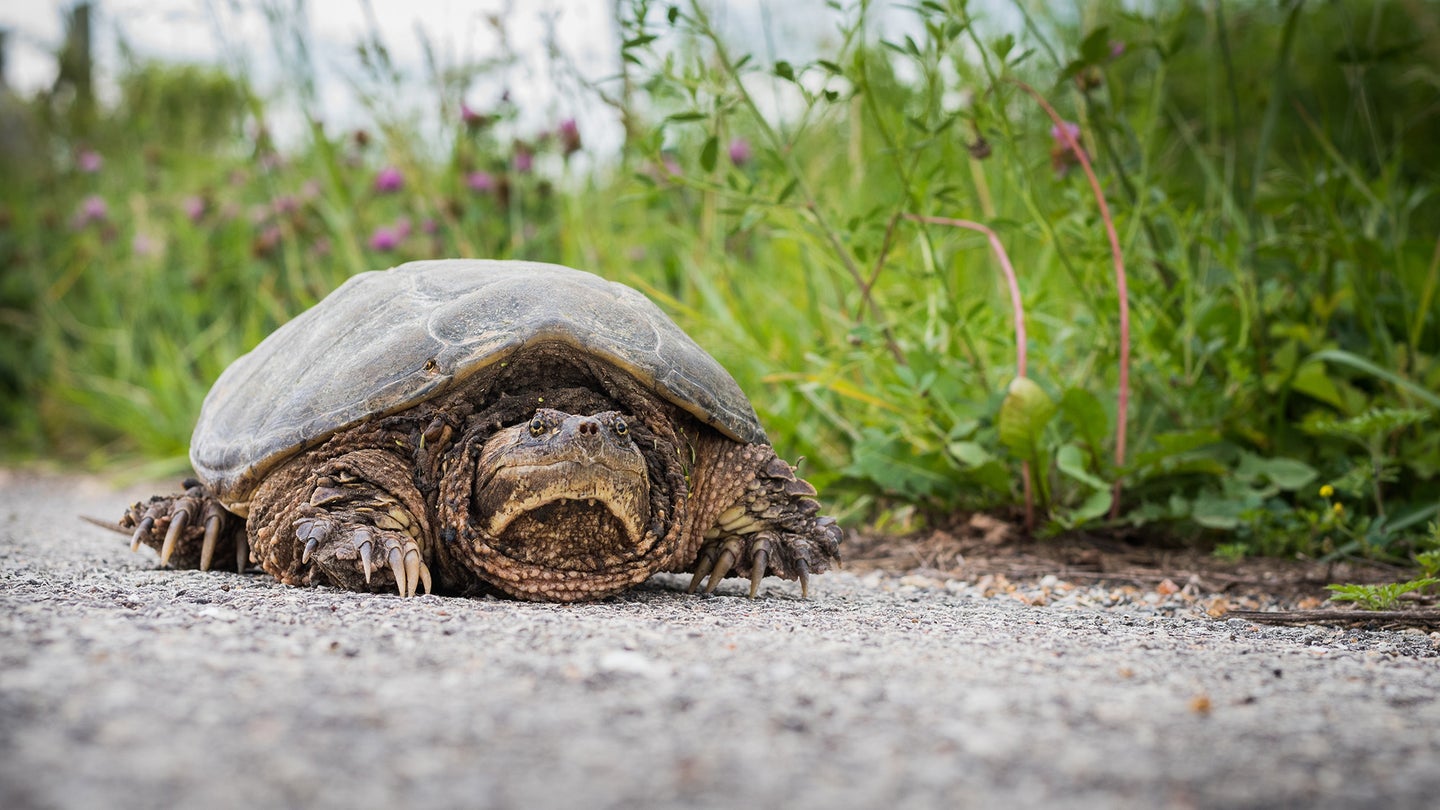 Photo of a snapping turtle along a shoreline