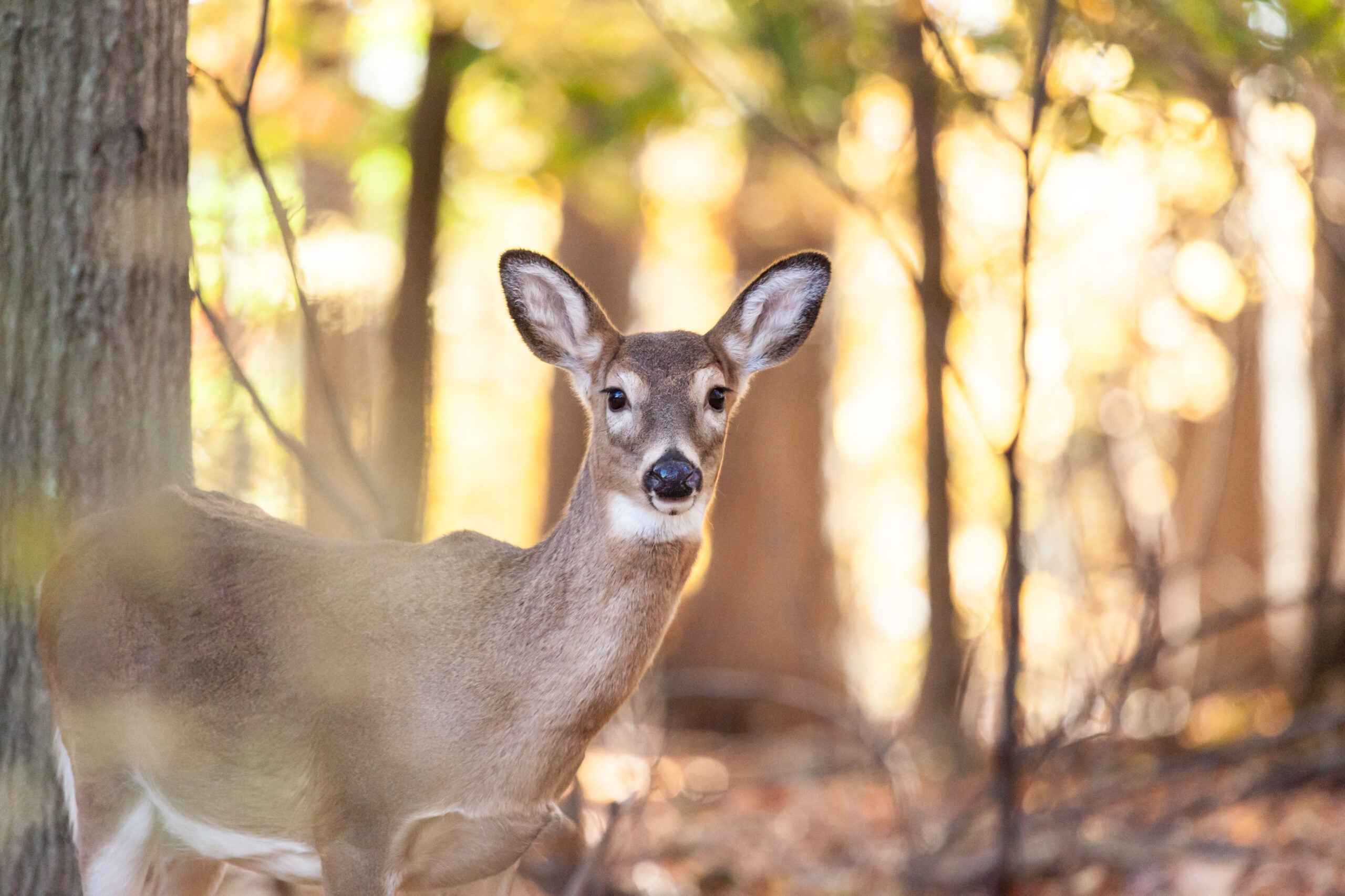 A whitetail doe, standing in the fall woods, scans for danger.