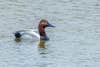 Photo of a male canvasback swimming