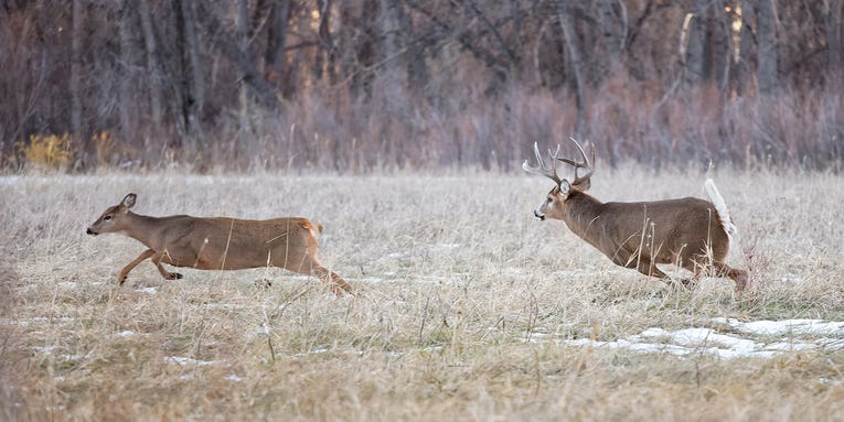 How to Hunt the Best Day of the Rut No. 4: November 4