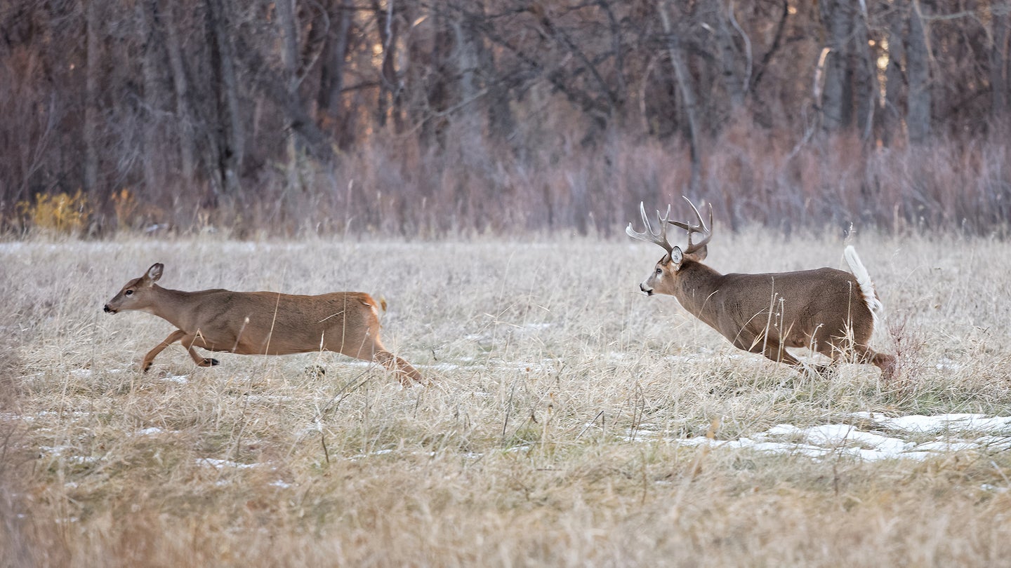 A rutting whitetail buck chases a doe across a field in November.