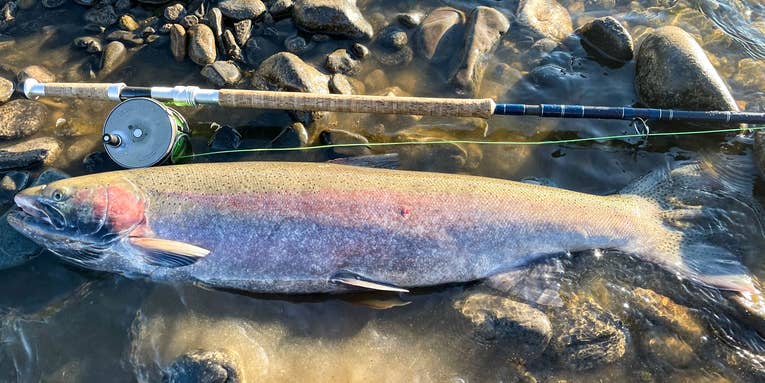 Angler Lands Giant Steelhead in Clearwater River, Breaks Idaho State Record