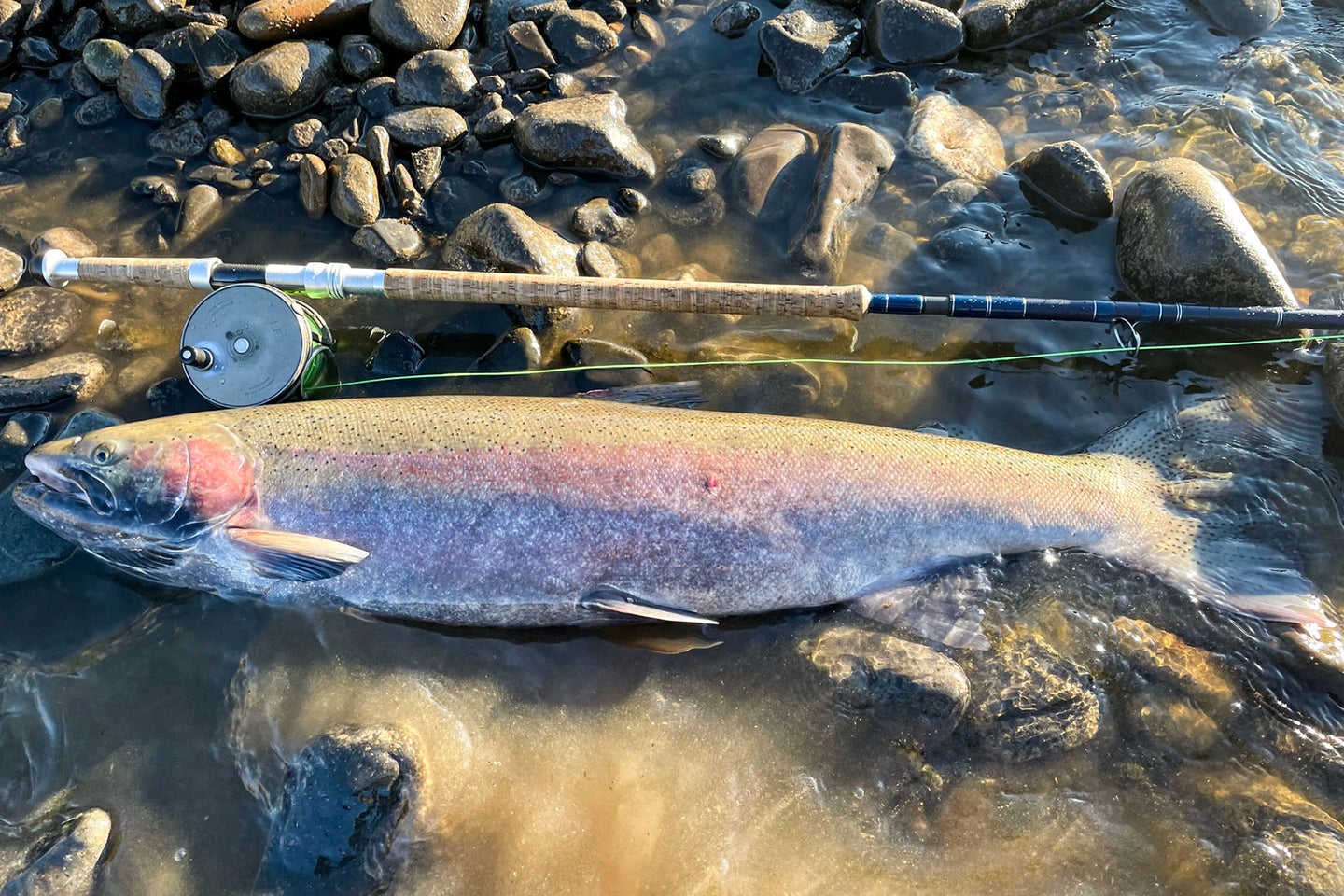 A state-record steelhead trout lying in a rock-strewn bank on Idaho's Clearwater River.