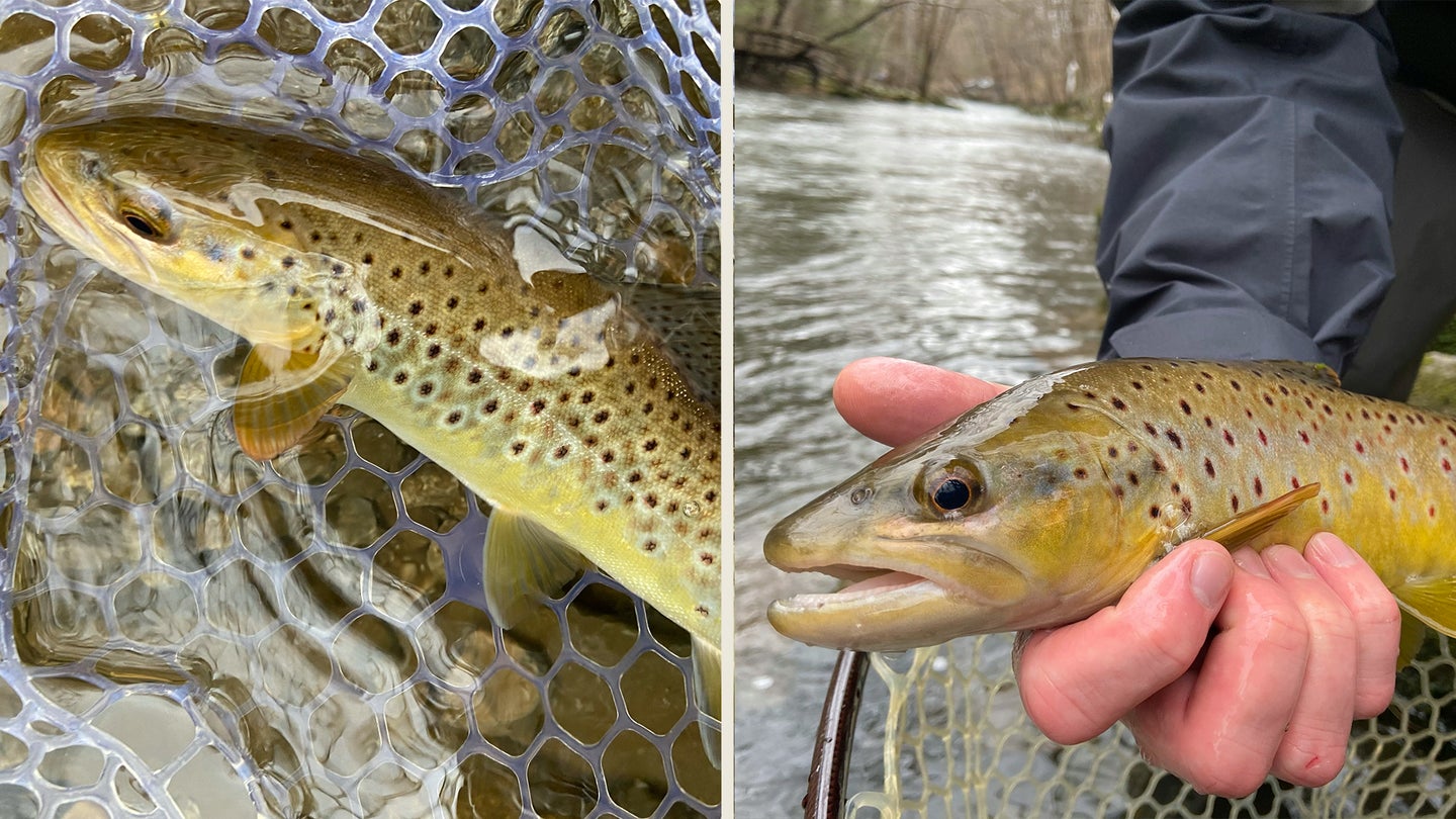 Two brown trout pictured side by side—both caught in rivers during the spring and fall.