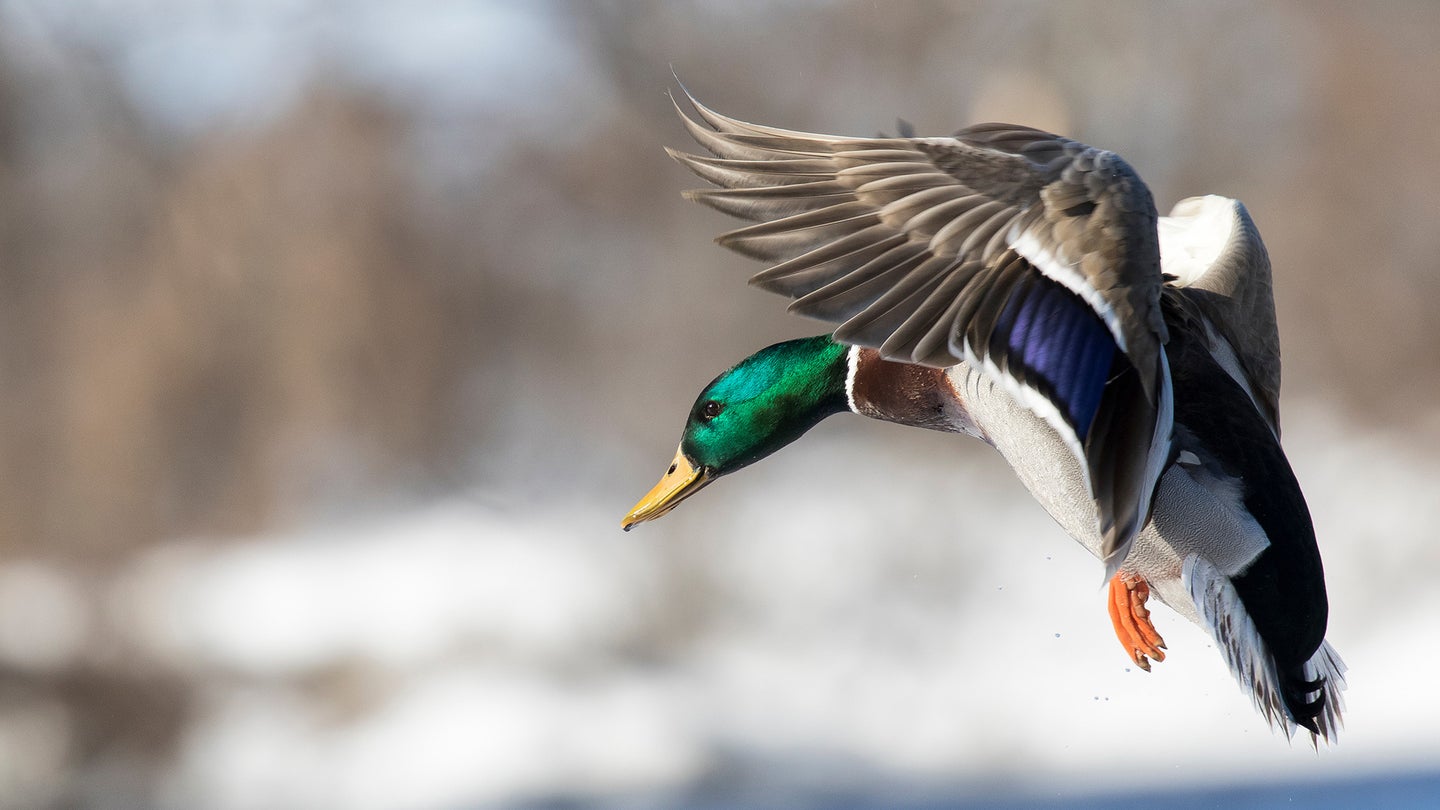 Photo of a mallard duck about to land on water