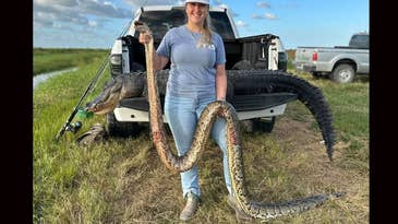Florida Gator Hunters Capture Rare Python Hundreds of Miles North of the Everglades