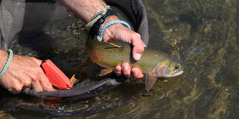 Tag and Release: How Everyday Anglers Are Fighting for Yellowstone’s Iconic Trout